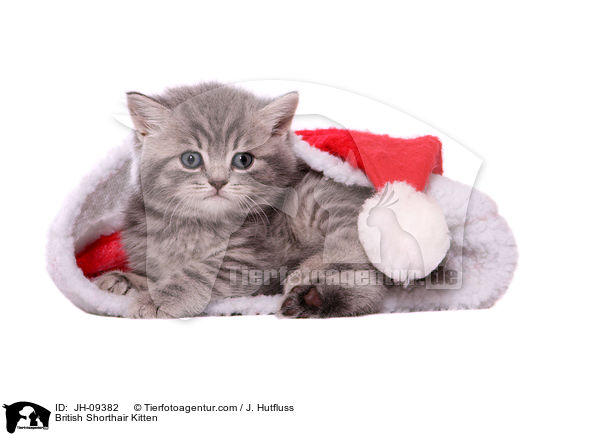 British Shorthair Kitten / JH-09382