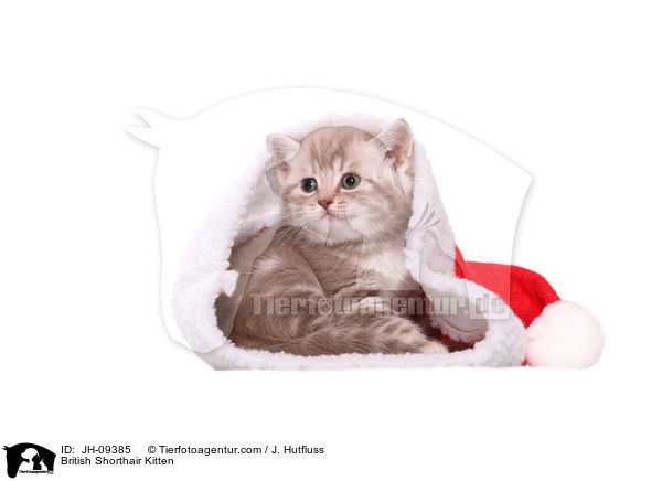 British Shorthair Kitten / JH-09385