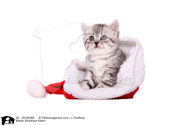 British Shorthair Kitten / JH-09388