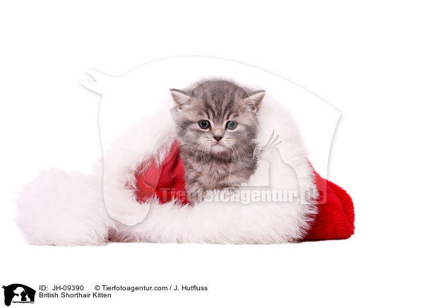 British Shorthair Kitten / JH-09390