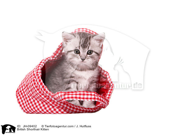 British Shorthair Kitten / JH-09402