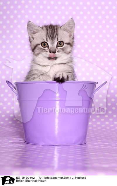 Britisch Kurzhaar Ktzchen / British Shorthair Kitten / JH-09462