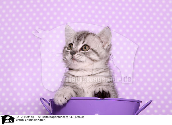 Britisch Kurzhaar Ktzchen / British Shorthair Kitten / JH-09465
