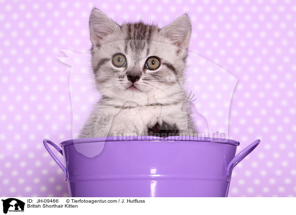 Britisch Kurzhaar Ktzchen / British Shorthair Kitten / JH-09466