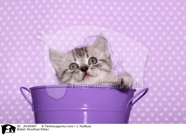Britisch Kurzhaar Ktzchen / British Shorthair Kitten / JH-09467