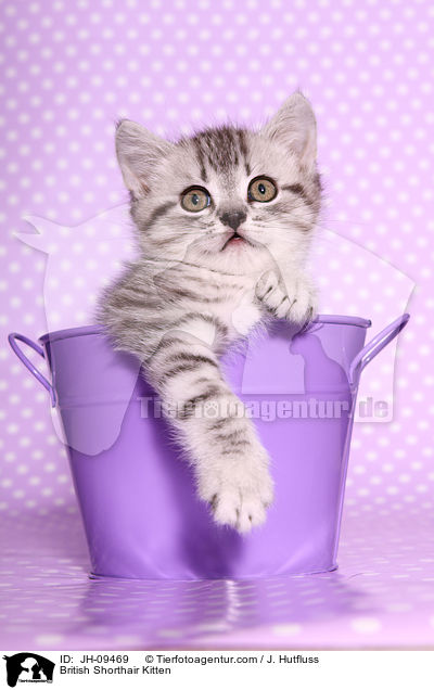 Britisch Kurzhaar Ktzchen / British Shorthair Kitten / JH-09469