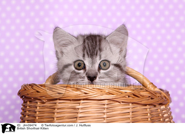 Britisch Kurzhaar Ktzchen / British Shorthair Kitten / JH-09474