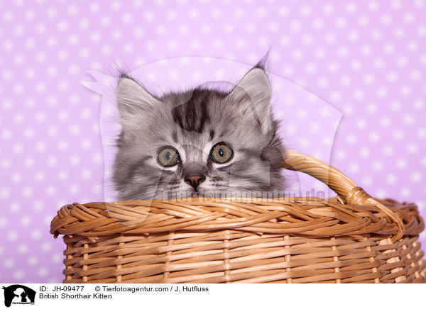 Britisch Kurzhaar Ktzchen / British Shorthair Kitten / JH-09477