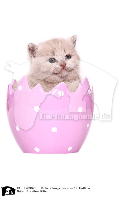 Britisch Kurzhaar Ktzchen / British Shorthair Kitten / JH-09678
