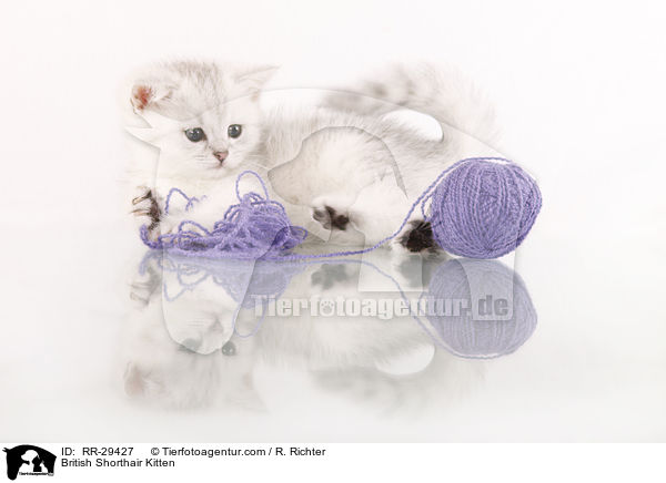 British Shorthair Kitten / RR-29427