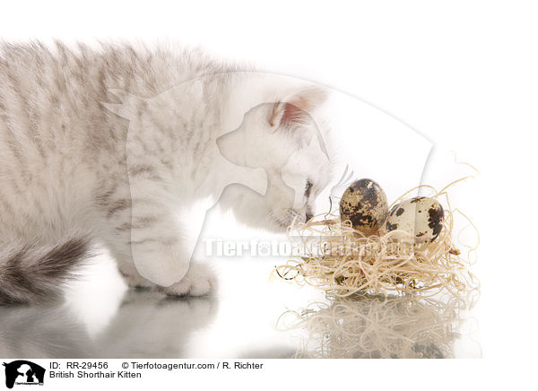 Britisch Kurzhaar Ktzchen / British Shorthair Kitten / RR-29456