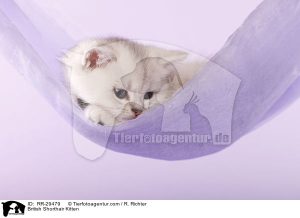 Britisch Kurzhaar Ktzchen / British Shorthair Kitten / RR-29479