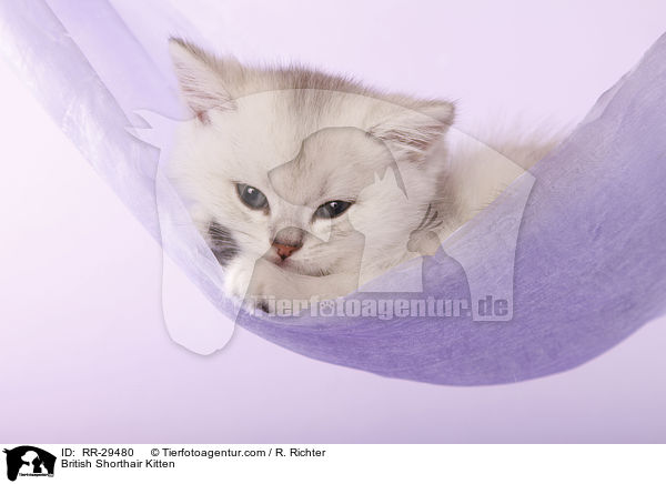 Britisch Kurzhaar Ktzchen / British Shorthair Kitten / RR-29480