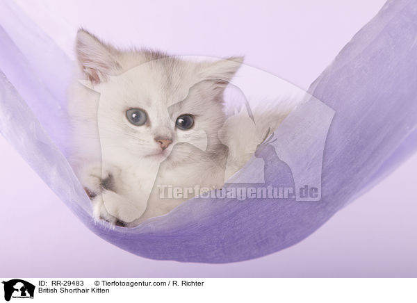 Britisch Kurzhaar Ktzchen / British Shorthair Kitten / RR-29483