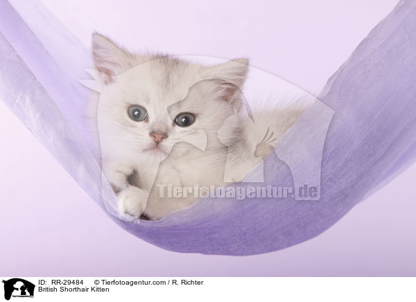 Britisch Kurzhaar Ktzchen / British Shorthair Kitten / RR-29484