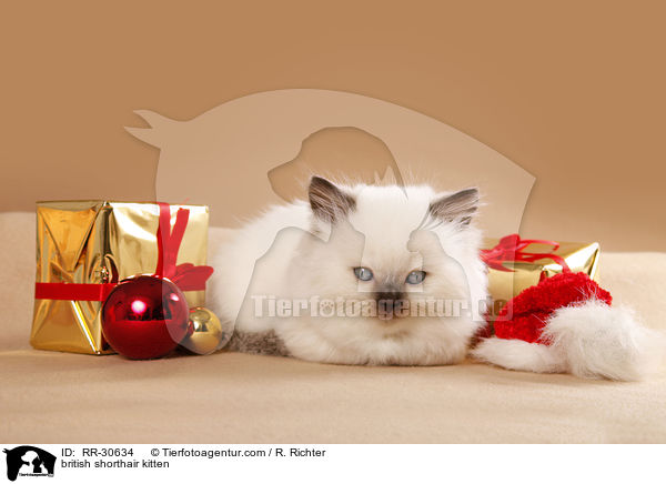 Britisch Kurzhaar Ktzchen / british shorthair kitten / RR-30634