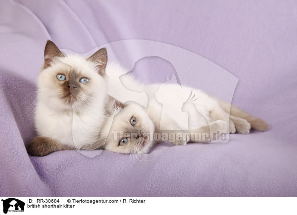 Britisch Kurzhaar Ktzchen / british shorthair kitten / RR-30684
