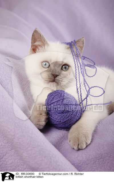 Britisch Kurzhaar Ktzchen / british shorthair kitten / RR-30690