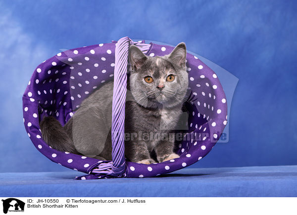 Britisch Kurzhaar Ktzchen / British Shorthair Kitten / JH-10550