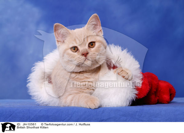 British Shorthair Kitten / JH-10561