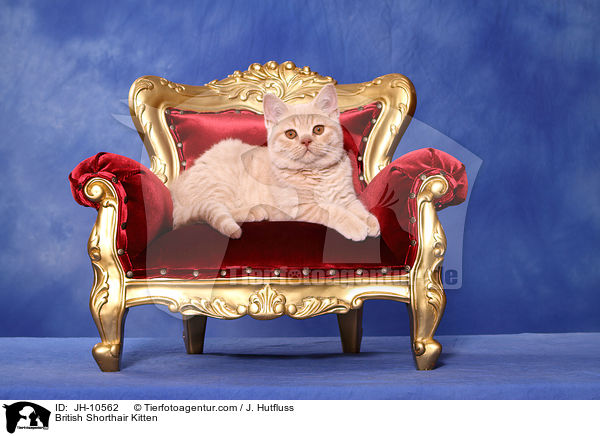 Britisch Kurzhaar Ktzchen / British Shorthair Kitten / JH-10562
