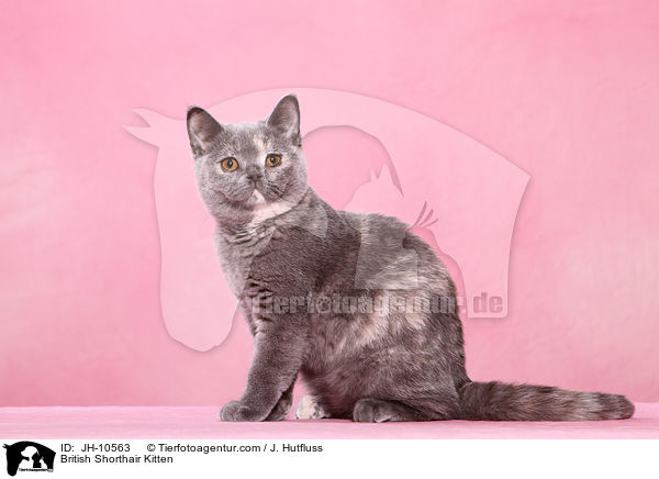 Britisch Kurzhaar Ktzchen / British Shorthair Kitten / JH-10563