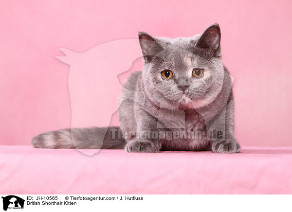 Britisch Kurzhaar Ktzchen / British Shorthair Kitten / JH-10565