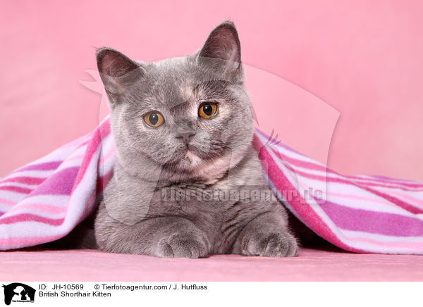 Britisch Kurzhaar Ktzchen / British Shorthair Kitten / JH-10569