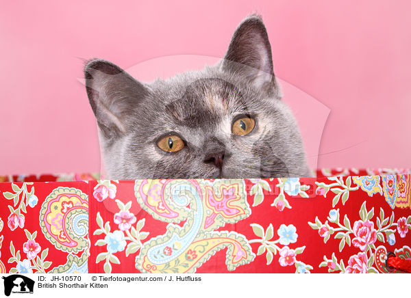 Britisch Kurzhaar Ktzchen / British Shorthair Kitten / JH-10570