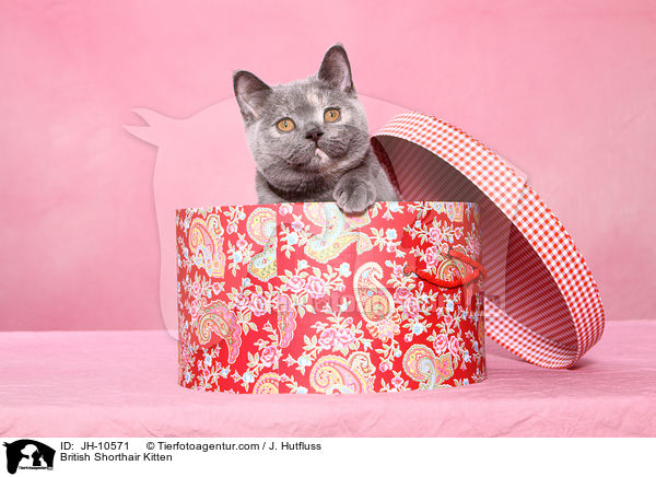 Britisch Kurzhaar Ktzchen / British Shorthair Kitten / JH-10571