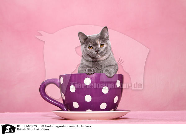 Britisch Kurzhaar Ktzchen / British Shorthair Kitten / JH-10573