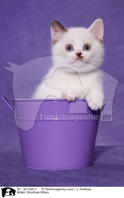 Britisch Kurzhaar Ktzchen / British Shorthair Kitten / JH-10811