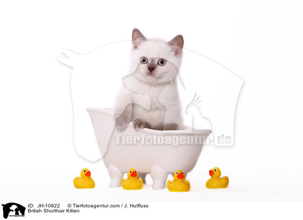 British Shorthair Kitten / JH-10822