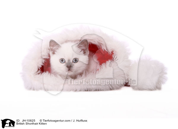 British Shorthair Kitten / JH-10825