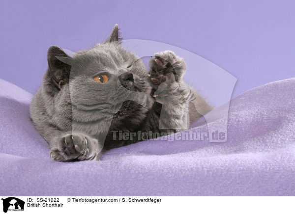 Britisch Kurzhaar / British Shorthair / SS-21022