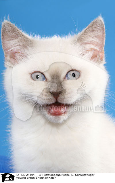 Britisch Kurzhaar Ktzchen / British Shorthair Kitten / SS-21104