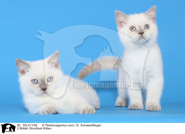 Britisch Kurzhaar Ktzchen / British Shorthair Kitten / SS-21108
