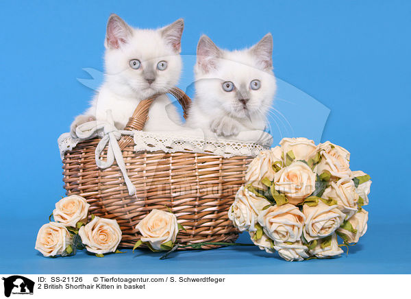 Britisch Kurzhaar Ktzchen / British Shorthair Kitten / SS-21126
