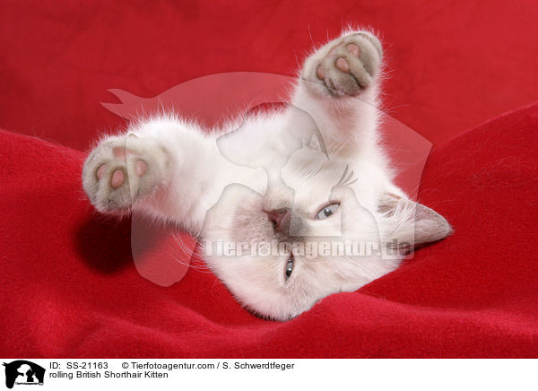 Britisch Kurzhaar Ktzchen / British Shorthair Kitten / SS-21163