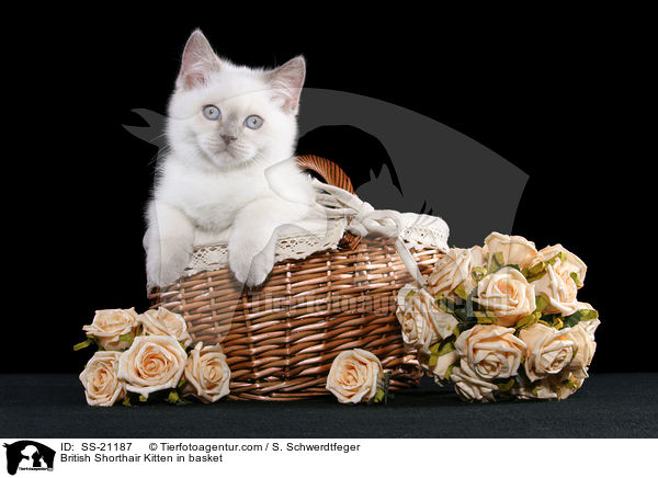 Britisch Kurzhaar Ktzchen / British Shorthair Kitten / SS-21187