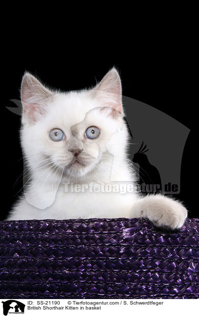 Britisch Kurzhaar Ktzchen / British Shorthair Kitten / SS-21190