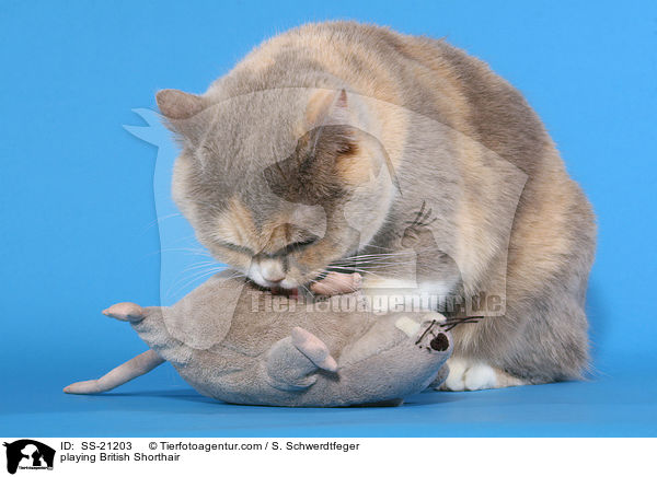 Britisch Kurzhaar / British Shorthair / SS-21203