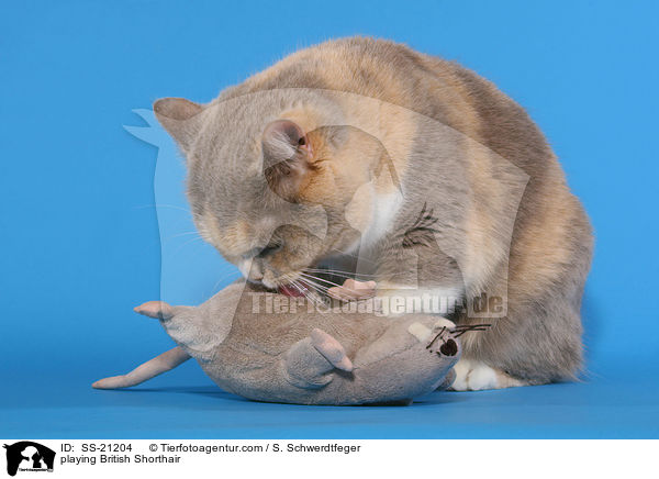 Britisch Kurzhaar / British Shorthair / SS-21204