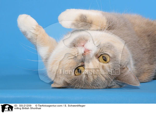 Britisch Kurzhaar / British Shorthair / SS-21209