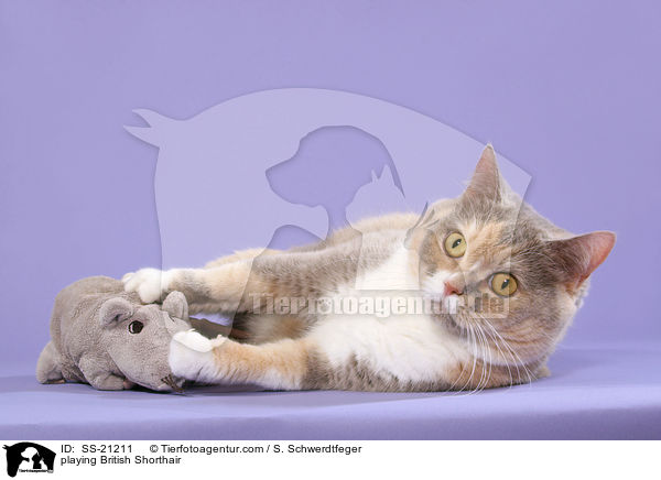 Britisch Kurzhaar / British Shorthair / SS-21211