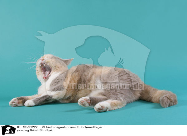 Britisch Kurzhaar / British Shorthair / SS-21222