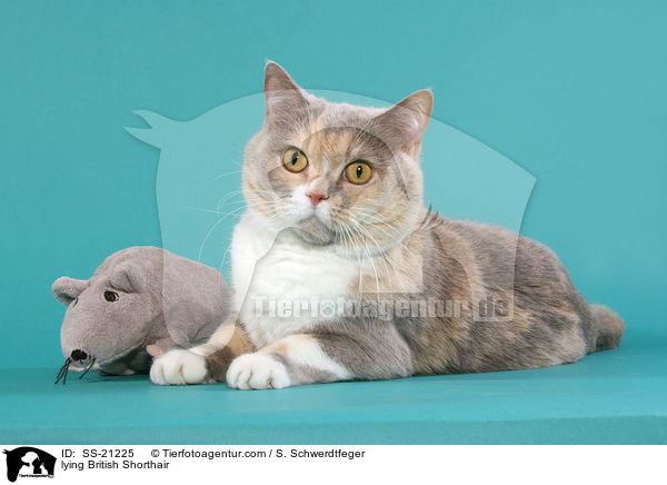 Britisch Kurzhaar / British Shorthair / SS-21225