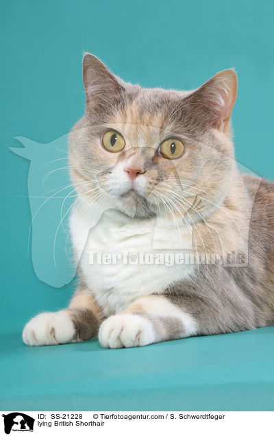 Britisch Kurzhaar / British Shorthair / SS-21228