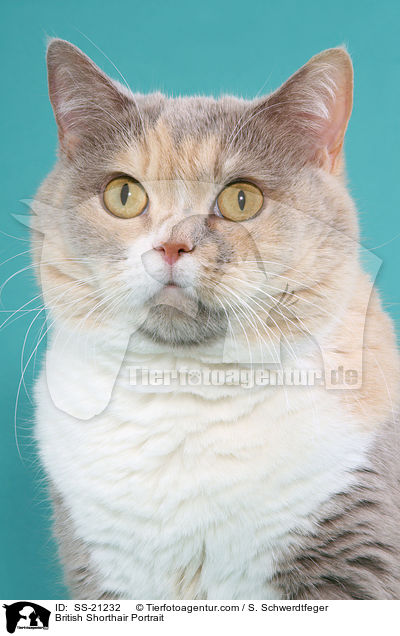 Britisch Kurzhaar / British Shorthair / SS-21232