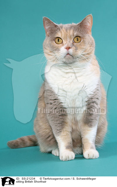 Britisch Kurzhaar / British Shorthair / SS-21234
